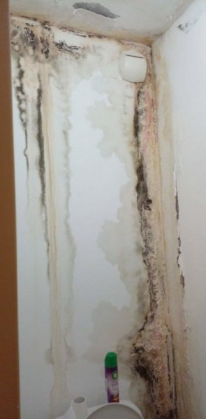 Infiltrations dans le mur des toilettes